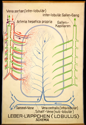 Ver 13 Leberläppchen, Schema.jpg