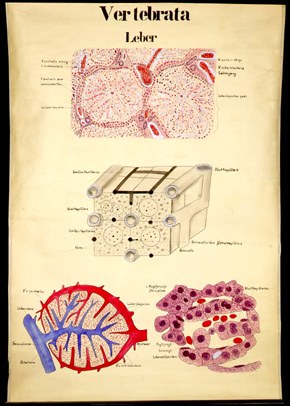 Ver 14 Vertebrata, Leber, histologisch.jpg