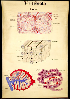 Ver 14 Vertebrata, Leber, histologisch.jpg