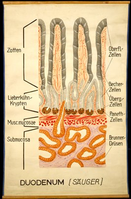 Ver 17 Duodenum, Säuger.jpg