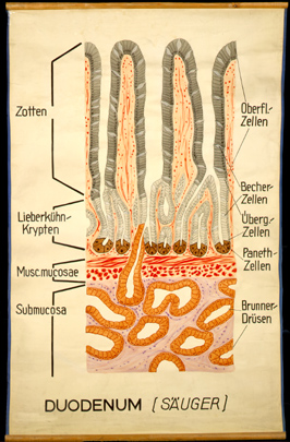 Ver 17 Duodenum, Säuger.jpg