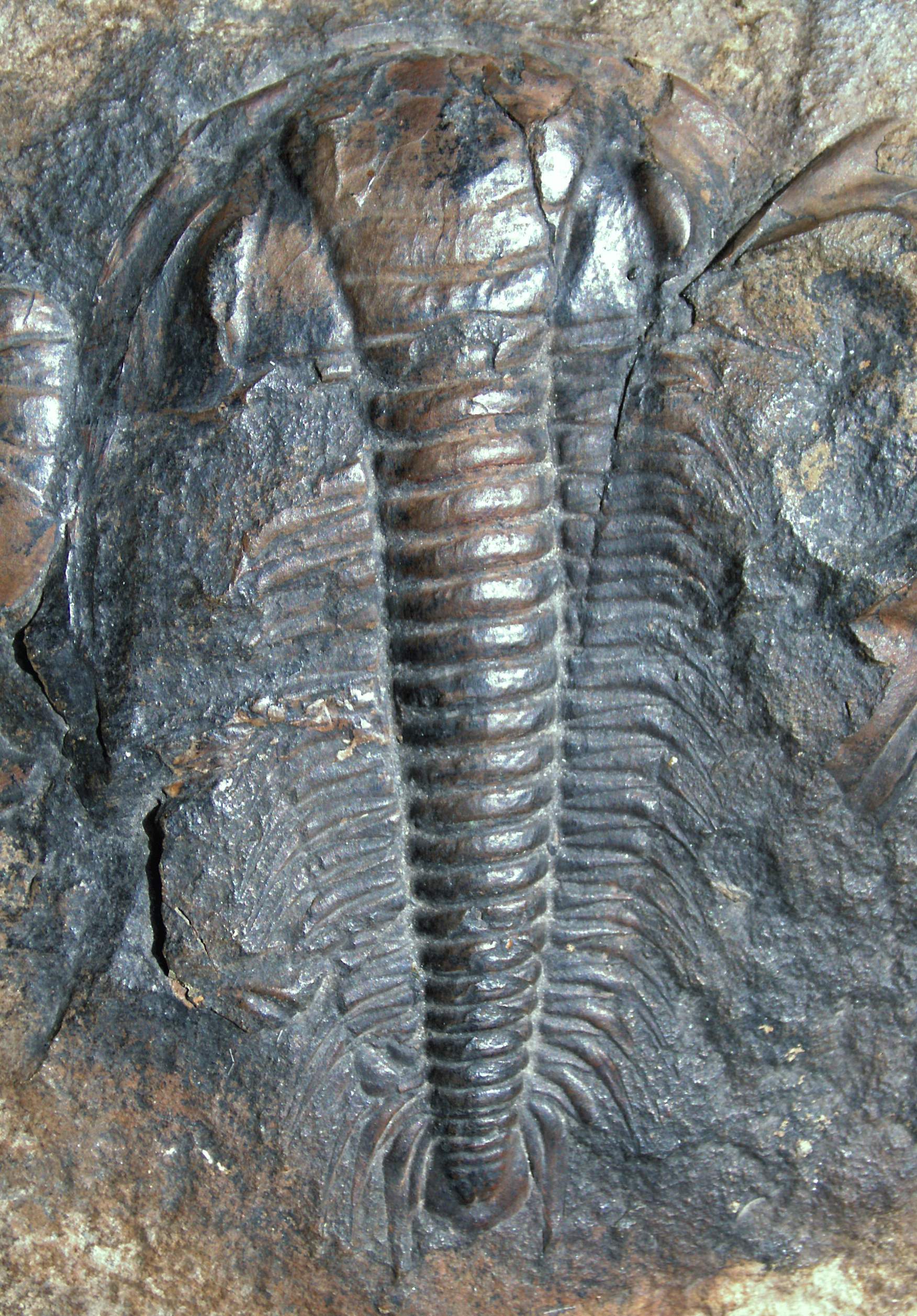 Paradoxides