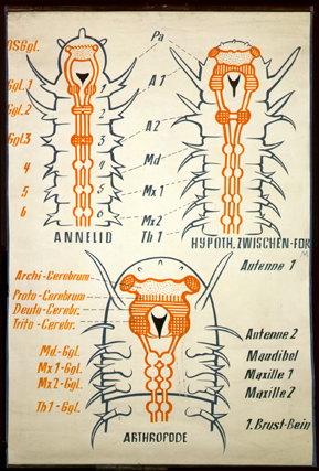 An 01-Annelida.jpg