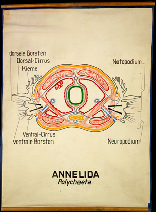 An 03-Annelida Polychaeta.jpg