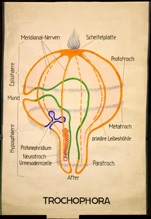 An 05-Trochophora.jpg