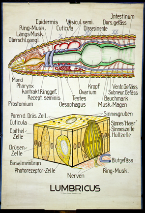 An 11-Lumbricus.jpg