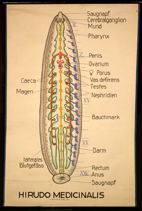 An 17-Hirudo medicinalis.jpg