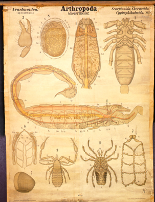 Che 03-Arthropoda.jpg