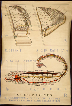 Che 05-Scorpiones.jpg