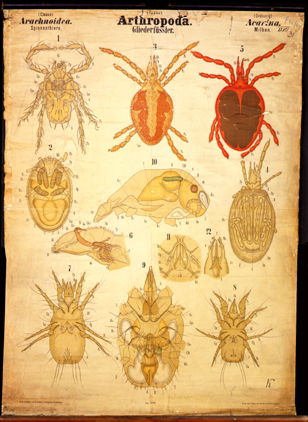 Che 14-Arthropoda etc.jpg