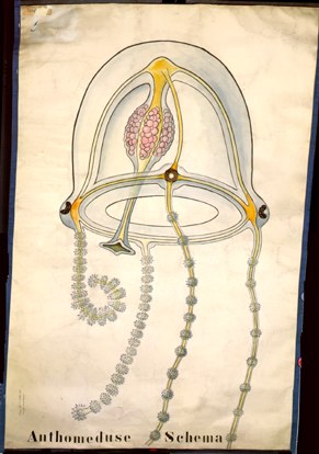 Anthomeduse