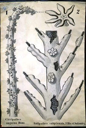 Hexactinia