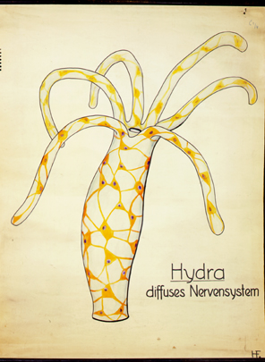 Hydra