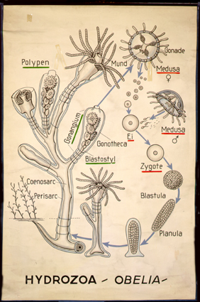 Hydrozoa obelia