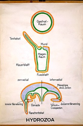 Hydrozoa
