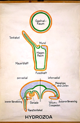 Hydrozoa