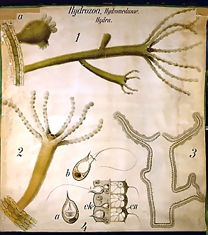 Hydrozoa2