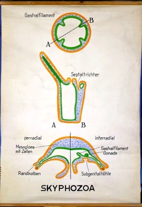 Scyphozoa