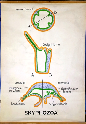 Scyphozoa