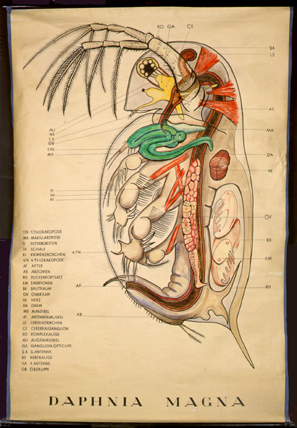 Cr 02-Daphnia magna.jpg