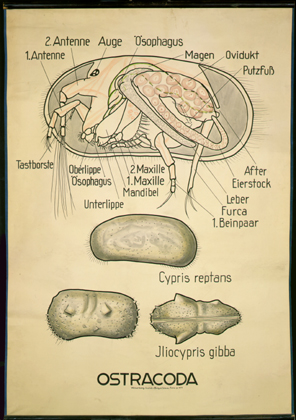 Cr 05-Ostracoda.jpg