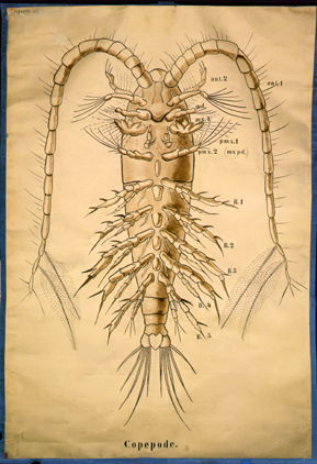 Cr 06-Copepode.jpg