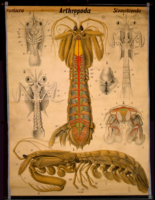 Cr 13-Arthropoda Stomatopoda.jpg