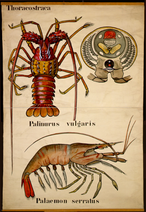 Cr 24-Thoracostraca.jpg