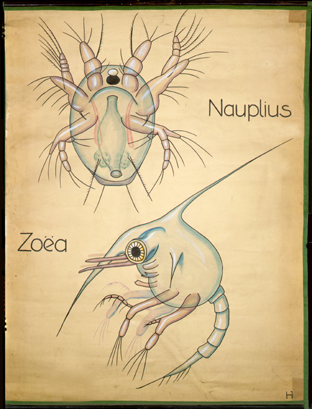 Cr 19-Nauplius Zoea.jpg