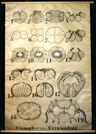 Ctenophora Entwicklung