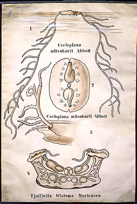 Ctenophora2