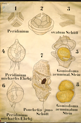 Dinoflagellata