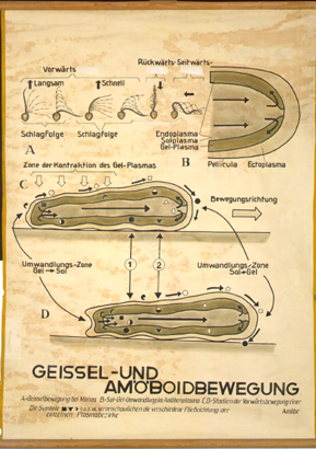 Geissel und Amoeboidbewegung