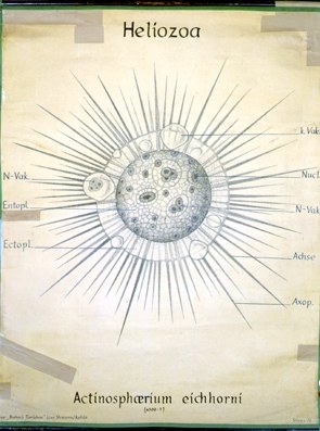Heliozoa