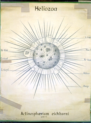 Heliozoa