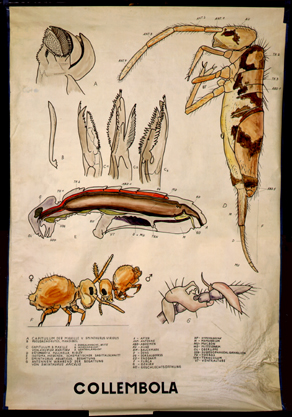 Ap 2-Collembola.jpg