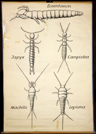 Ap 3-Apterygota.jpg