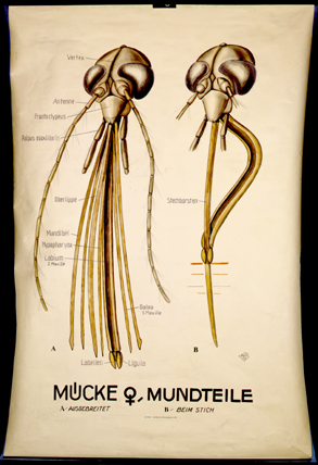 In 08-Mücke Mundteile.jpg