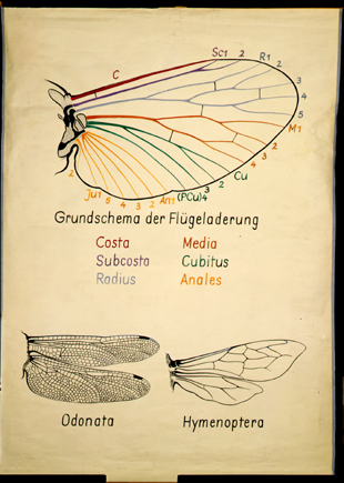 In 10-Grundschema der Flügeladerung.jpg
