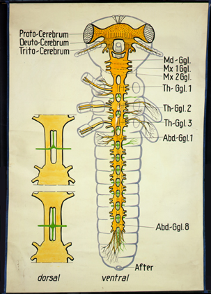 In 17-Zentralnervensystem d. Insekten.jpg