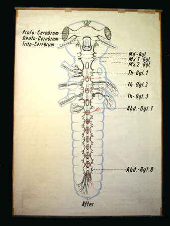 In 18-Nervensystem.jpg