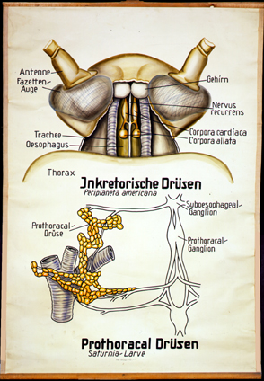 In 19-Inkretorische Drüsen.jpg