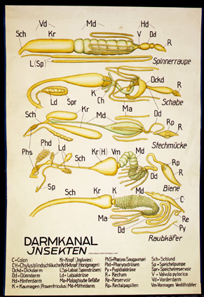 In 26-Darmkanal Insekten.jpg