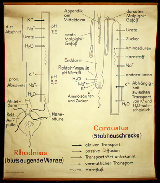 In 27-Exkretion bei Insekten.jpg