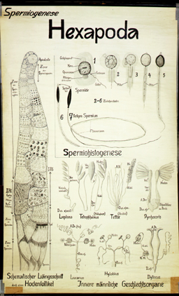 In 28-Hexapoda Hoden.jpg