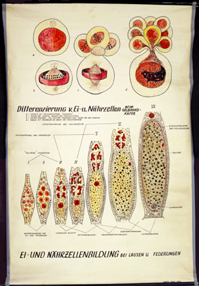 In 29-Ei-undNährzellenbildung.jpg