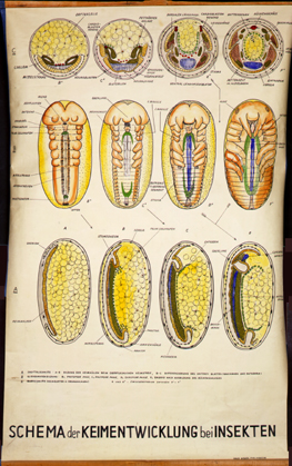 In 31-Keimentwicklung Insekt.jpg