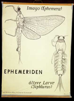 Pt 03 Ephemeriden (Imago, Larve).jpg