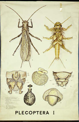 Pt 07 Plecoptera I.jpg