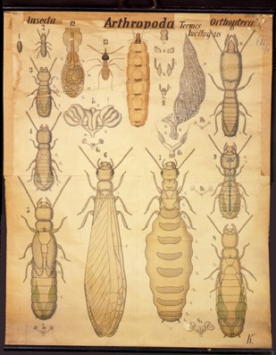 Pt 12 Orthoptera (Isopoda).jpg